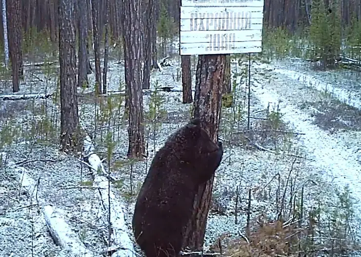 Активный бурый медведь попал в фотоловушку заповедника на севере Красноярского края
