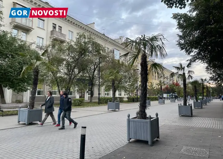 Улицы Красноярска на неделе украсят пальмами и туями