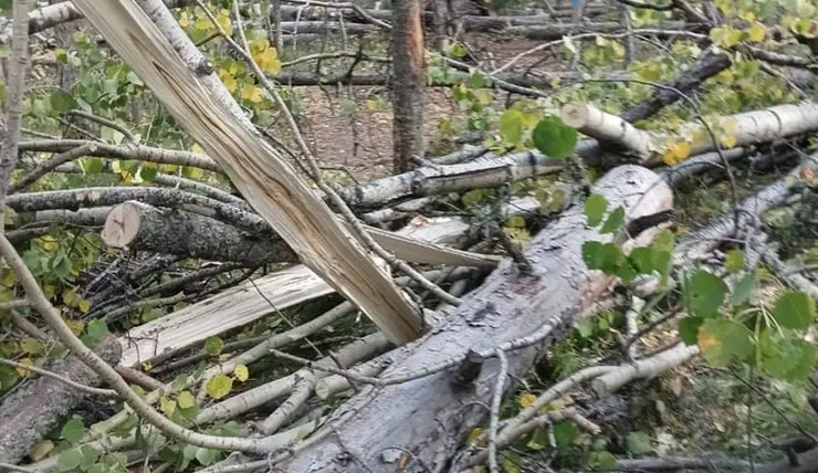 Сильный ветер повалил деревья в нацпарке «Красноярские Столбы»