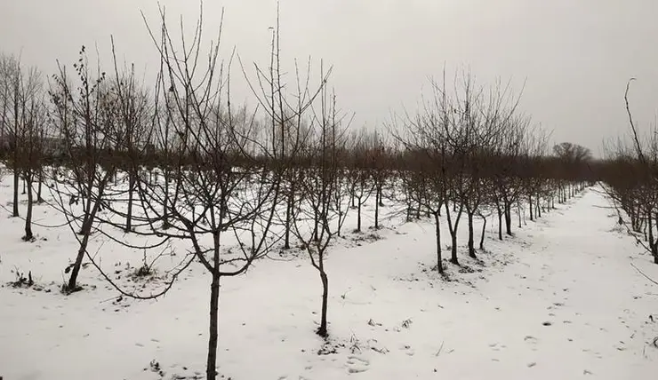 Площадь питомника, где выращивают деревья и кустарники для Красноярска, увеличилась на 1,5 га