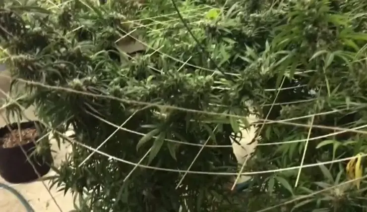 В Дивногорске мужчина украл агроприборы и вырастил 54 куста конопли