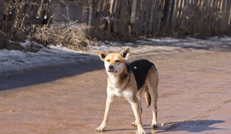 В Красноярске считают бездомных собак