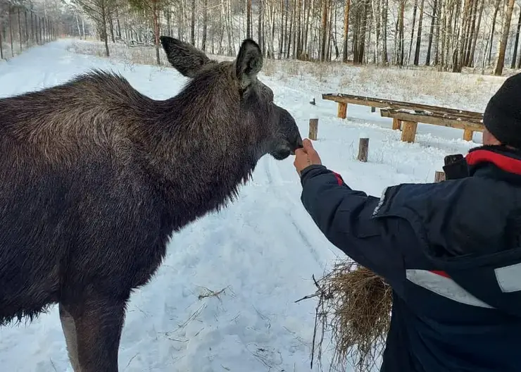 В Красноярском крае двух спасенных самок лося выпустили в естественную среду