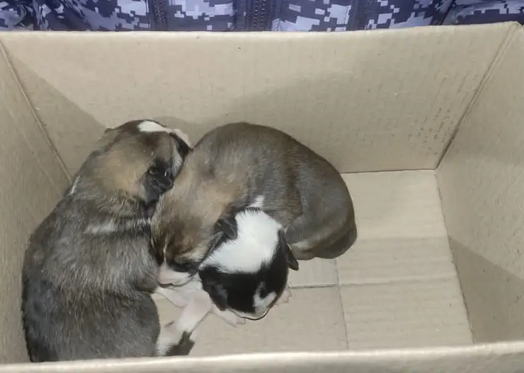 В Красноярске росгвардейцы спасли новорожденных щенков