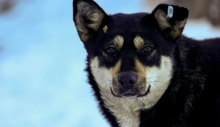 За 2022 год в Красноярском крае собаки покусали 3829 человек