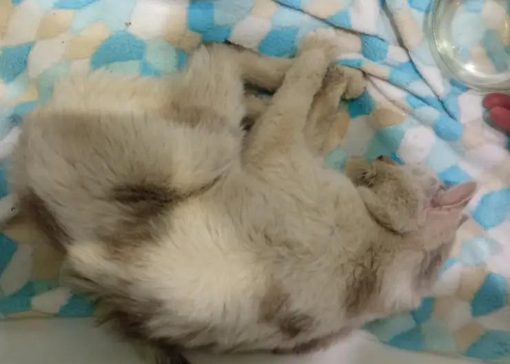 В Красноярске спасали запертого в квартире умершей хозяйки кота