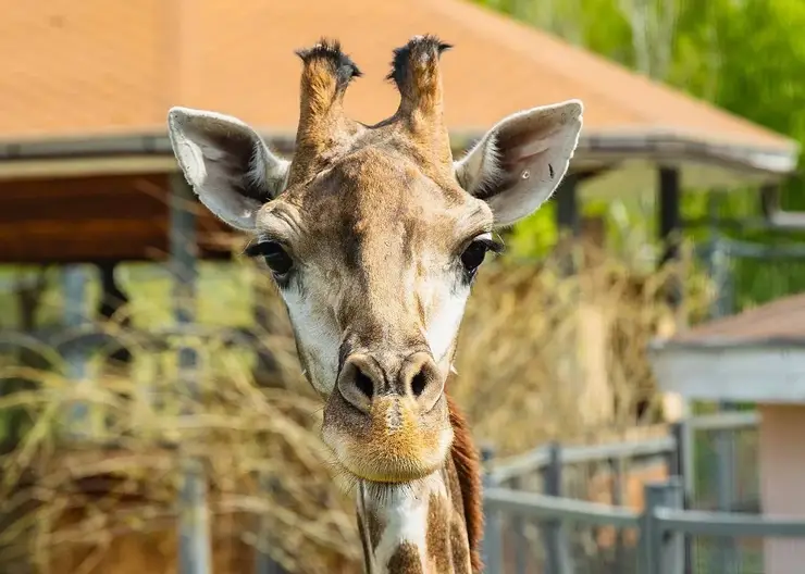 Жирафы из красноярского «Роева ручья» впервые вышли в уличный вольер