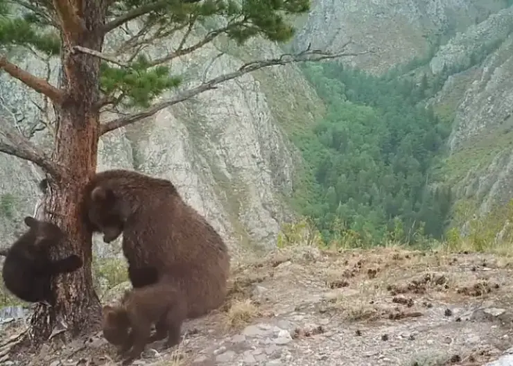 На юге Красноярского края запечатлели игры медвежьей семьи