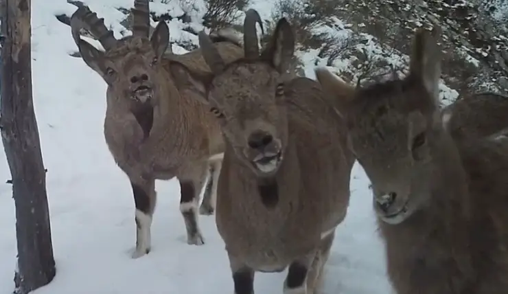 Сибирские горные козлы в Саяно-Шушенском заповеднике пытались что-то рассказать на камеру