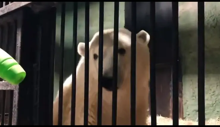 У спасенного в Красноярском крае медведя Диксона теперь получается сидеть и держать равновесие