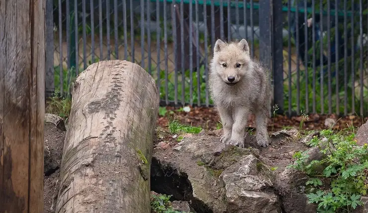 В Красноярске волчонку из «Роева ручья» выбрали имя