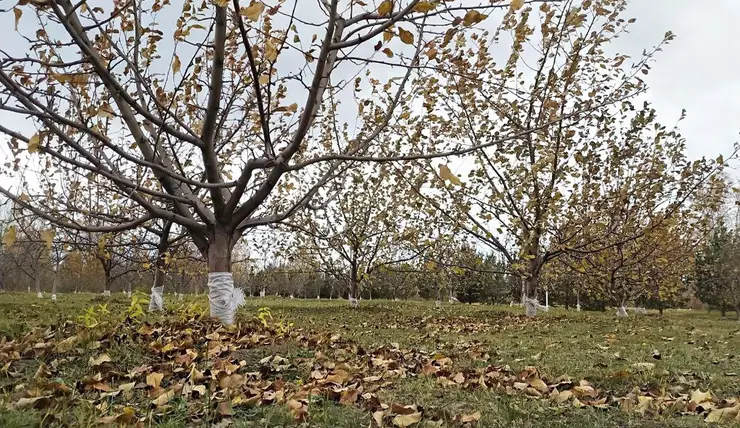 В Красноярске яблони на острове Татышев обмотали на зиму полипропиленовой лентой