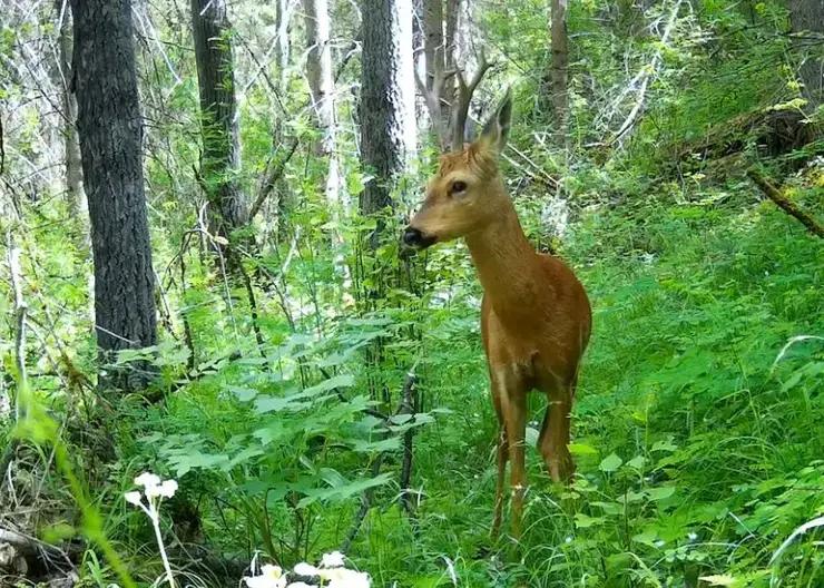 На юге Красноярского края фотоловушка засняла осторожную косулю