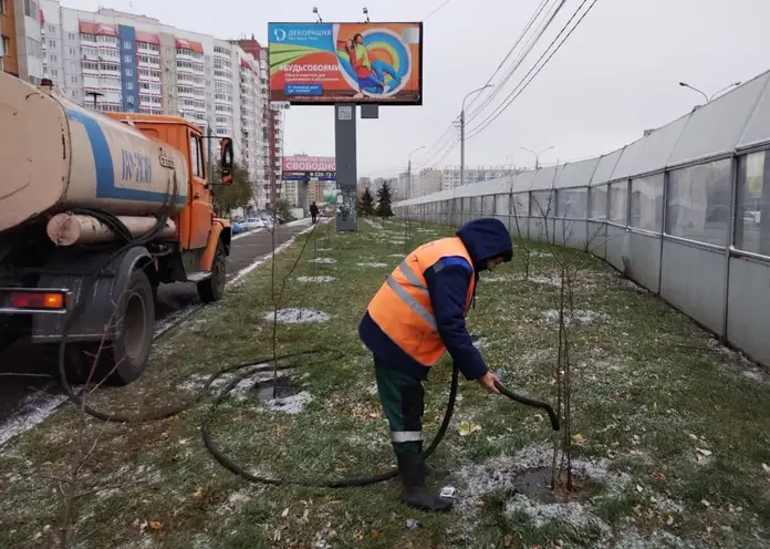 В Красноярске деревьям помогают накопить влагу на зимний период