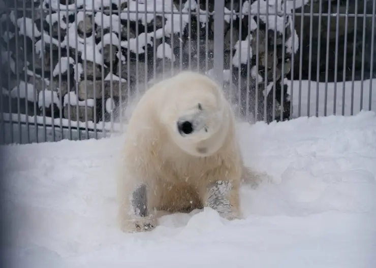 Медведь Диксон впервые вышел в уличный вольер поиграть со снегом