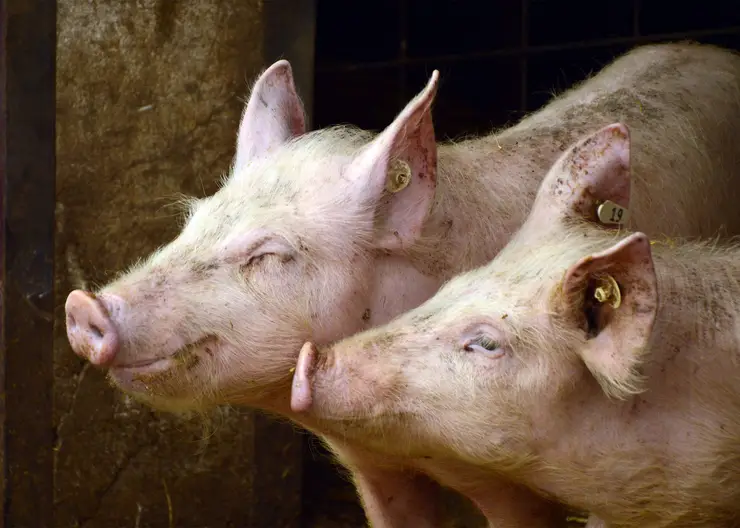 Свиноизоляция: для чего «АгроЭлита» держит хряков на карантине
