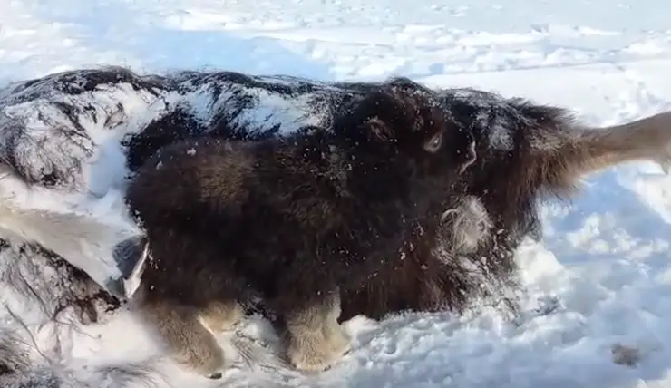 В Красноярск могут доставить найденного на Таймыре сироту-овцебыка