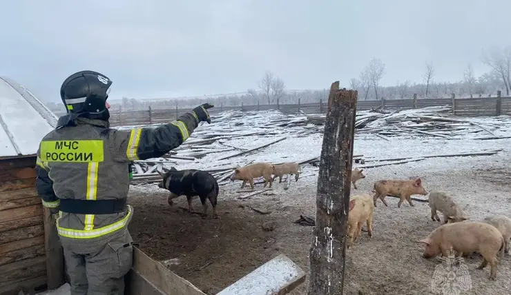 При пожаре под Минусинском спасли 31 свинью