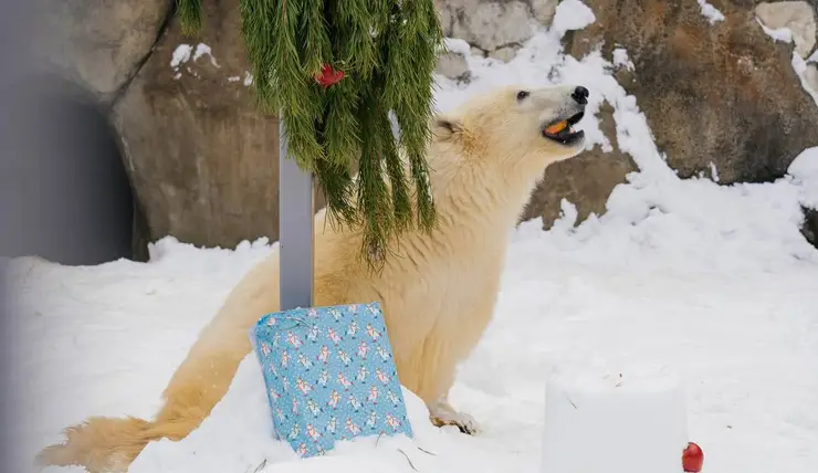 Спасенного в Красноярском крае медведя Диксона поздравили с наступающим Новым годом