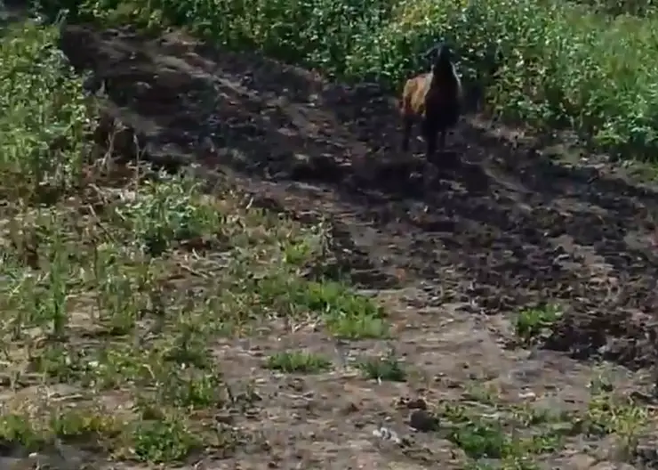 В Красноярске в Солнечном заметили бегающего барана