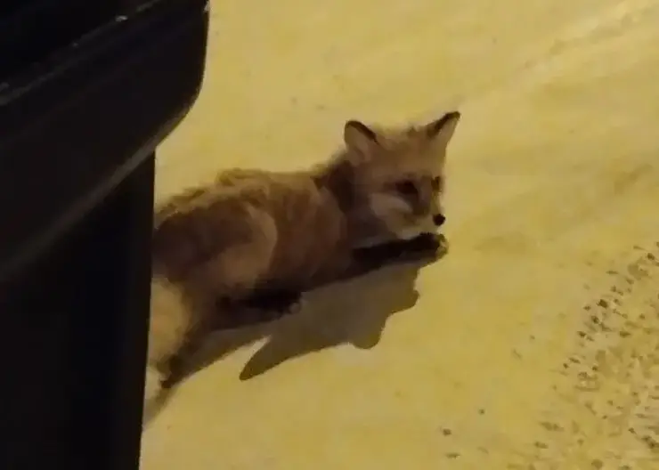 На улицах Железногорска заметили гуляющую лису