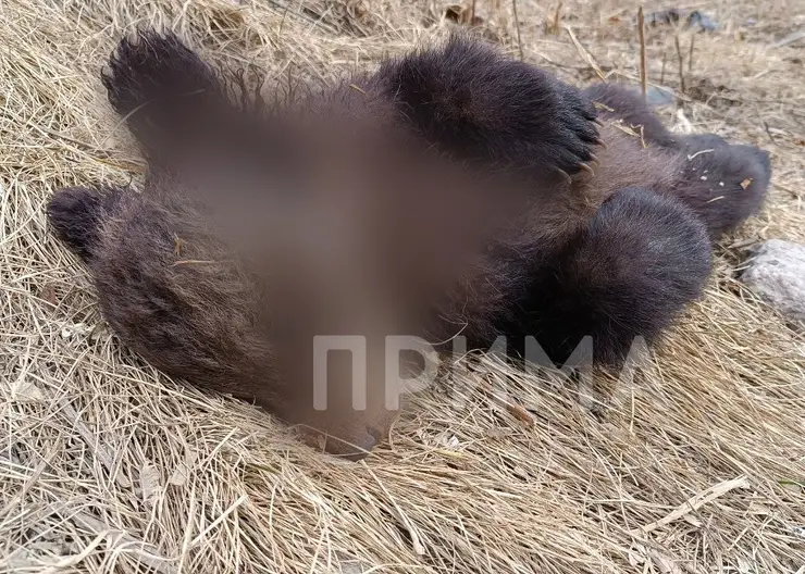 В красноярской Зеленой Роще нашли тела двух медвежат