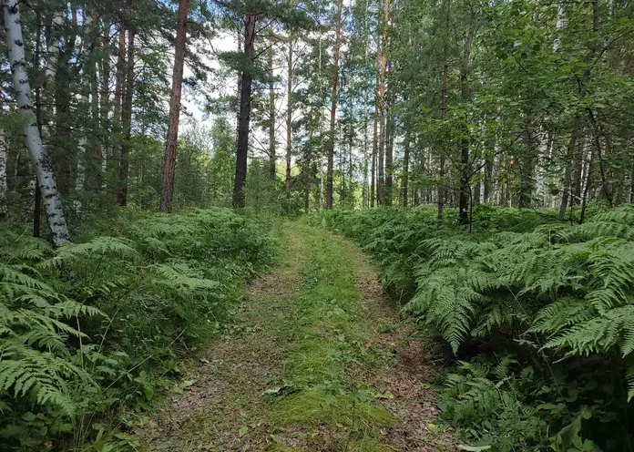 Под Лесосибирском спасатели обнаружили тело заблудившегося осенью пенсионера