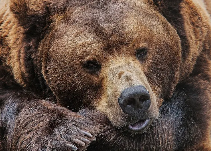 Красноярцам рассказали, как вести себя при встрече с медведем