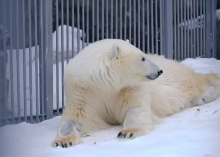 Бассейн спасенного в Красноярском крае медведя Диксона углубили на 60 см