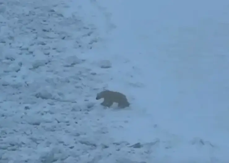 На севере Красноярского края белый медведь заставил ледокол уступить ему дорогу