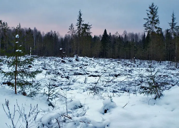 В Красноярском крае в 2023 году планируют восстановить 123, 7 тысячи гектаров леса