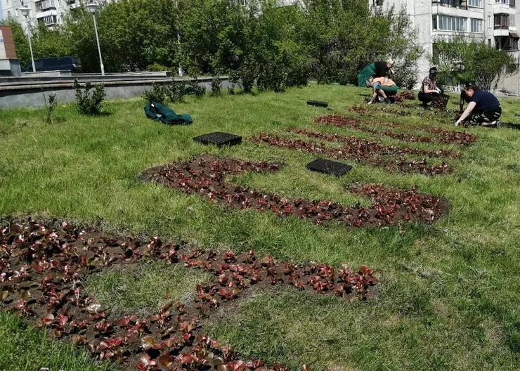 В Красноярске засаживают клумбы цветами