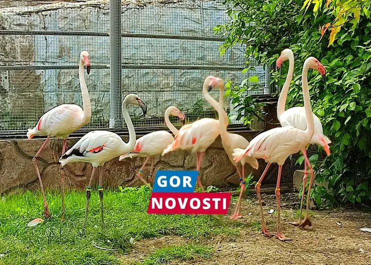Красноярский зоопарк «Роев ручей» благодаря нефтяникам получил годовой запас корма для фламинго