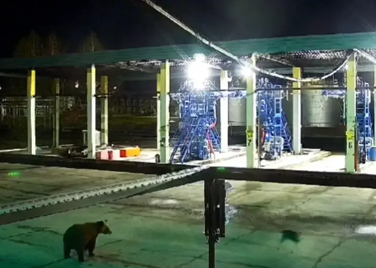 В Красноярском крае медведь вышел на территорию АЗС