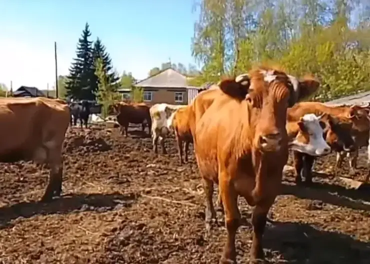 В Красноярском крае торгующий мясом фермер содержит скот в ужасных условиях