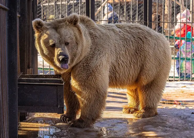 Под Красноярском заметили медведя