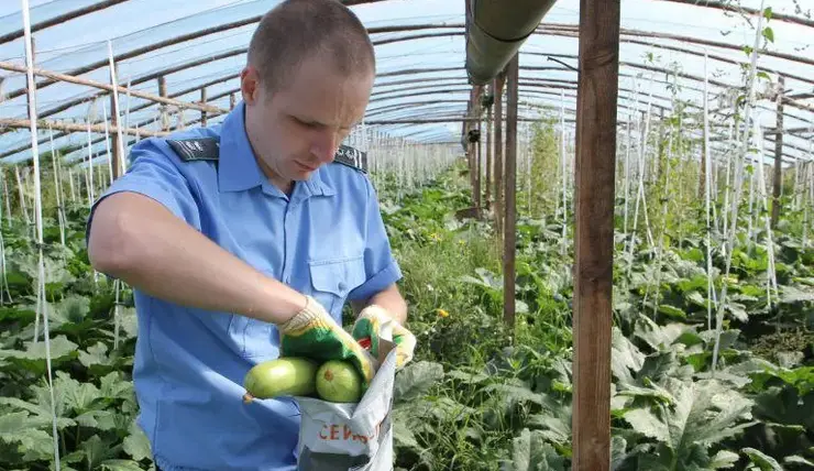 Под Красноярском выращивали опасные для здоровья кабачки, огурцы и картофель