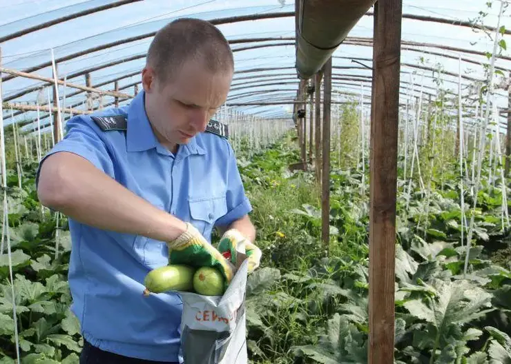 Под Красноярском выращивали опасные для здоровья кабачки, огурцы и картофель
