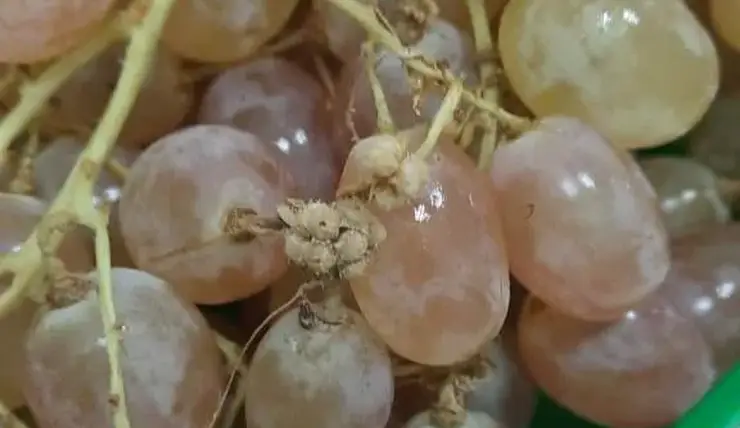 Свыше 20 тонн зараженного винограда уничтожили в Красноярске