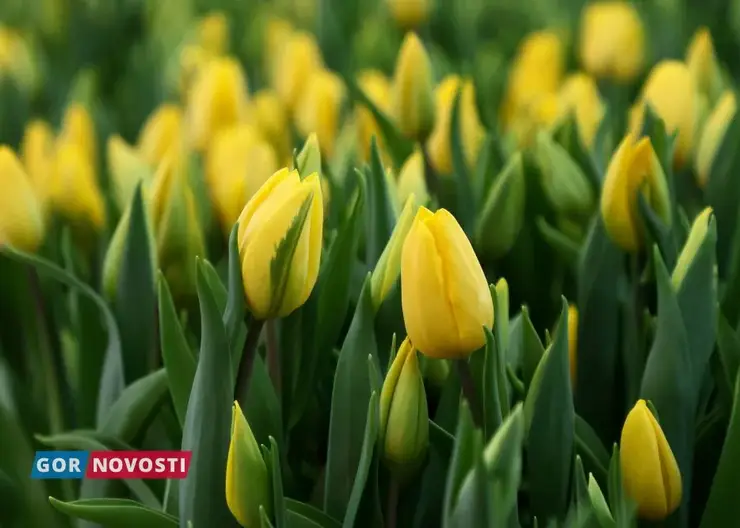 Красноярцам рассказали, как правильно выбрать тюльпаны к 8 Марта