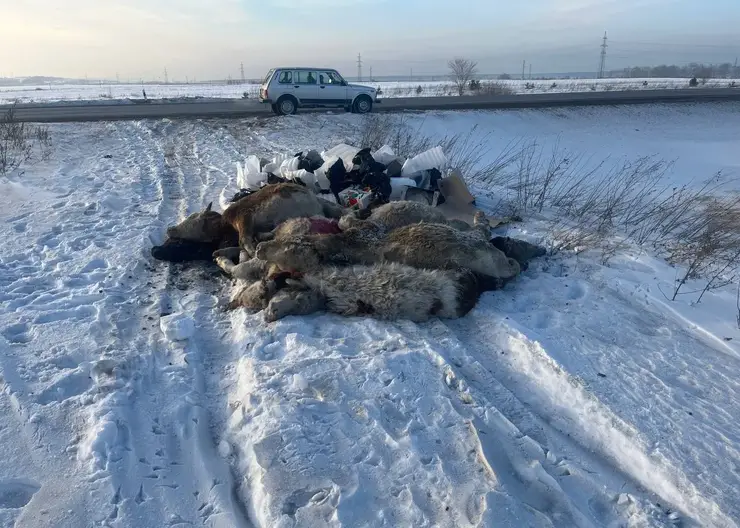 На обочине трассы под Красноярском нашли свалку останков животных