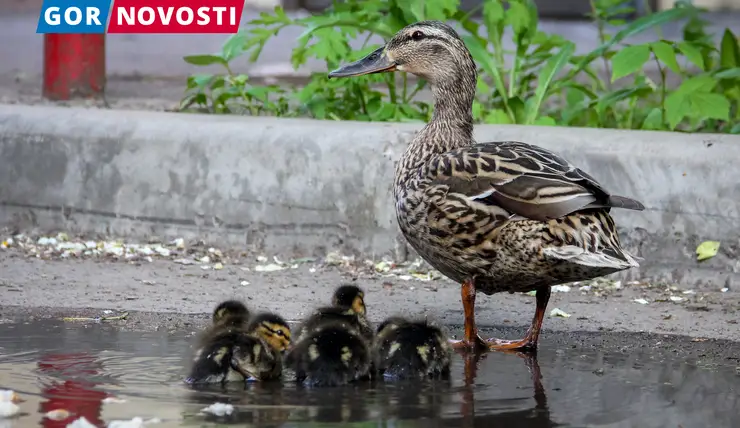 В Красноярске во дворе на Партизана Железняка заметили семейство уток
