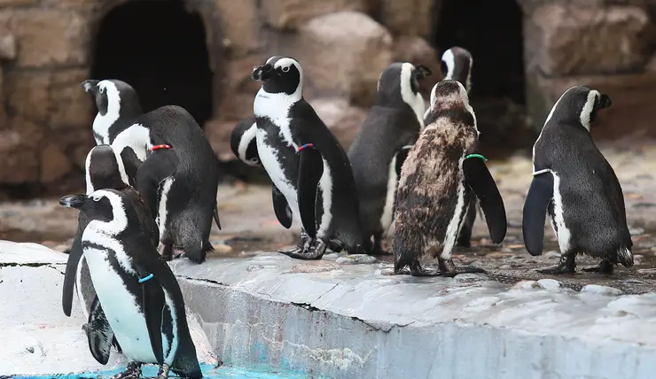 В Красноярске из-за затяжной весны пингвины «Роева ручья» не могут открыть купальный сезон