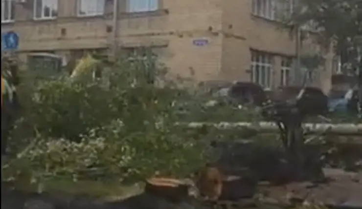 В Красноярске на улице Маерчака вырубили деревья из-за ремонта дороги