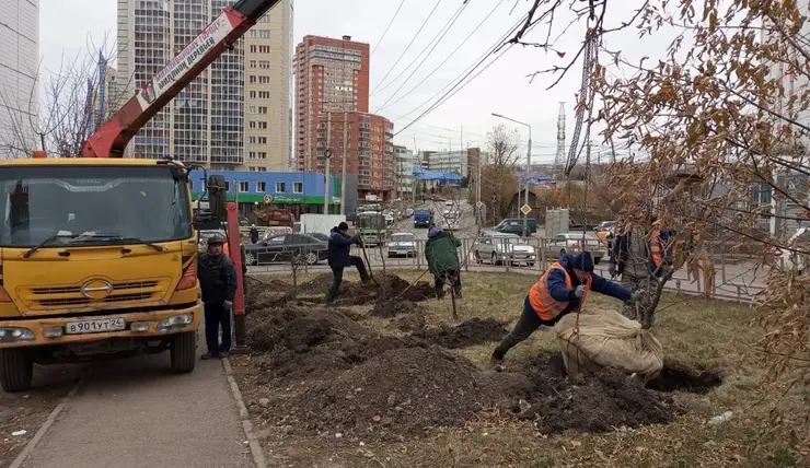 Больше 20 тысяч деревьев посадили в Красноярске активные горожане