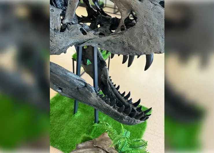 В Красноярском музее покажут полутораметровый череп тираннозавра