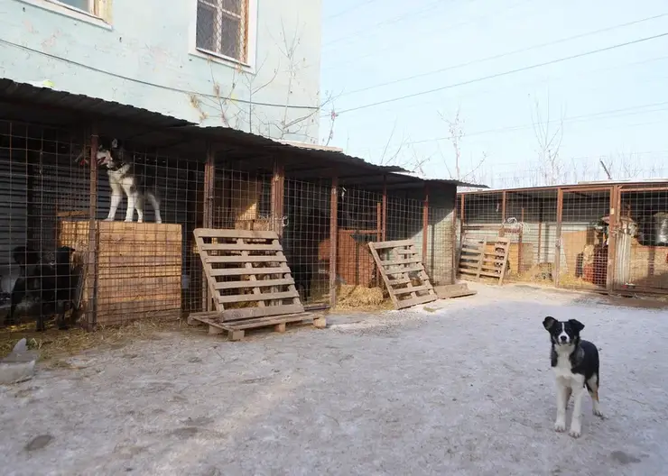 В Красноярске в приюте для бездомных животных пройдет рождественская ярмарка