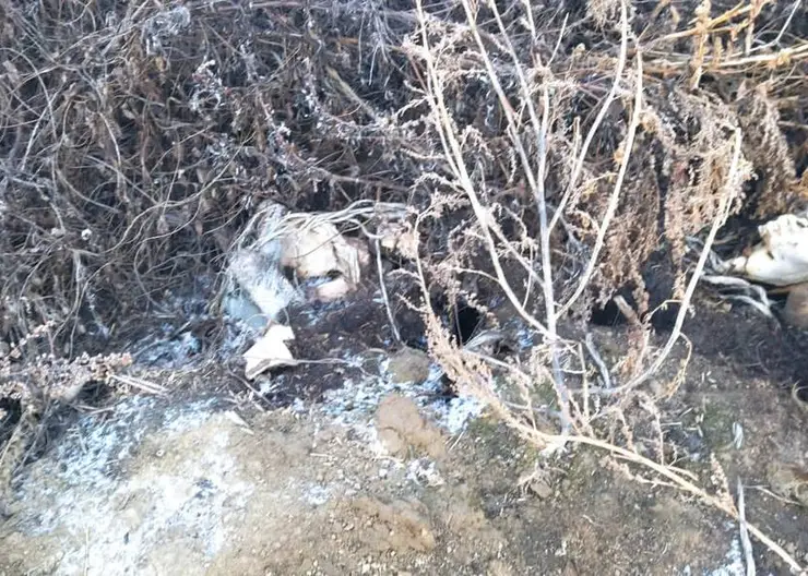 В Красноярском крае нашли свалку с останками животных