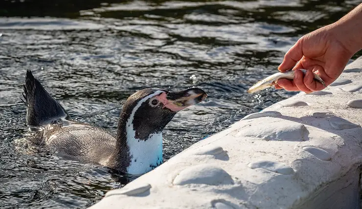 Красноярцев приглашают отметить Международный день пингвина в зоопарке «Роев ручей»