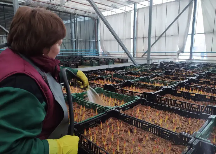 В теплицах Красноярска к праздникам выраcтят 200 тысяч тюльпанов